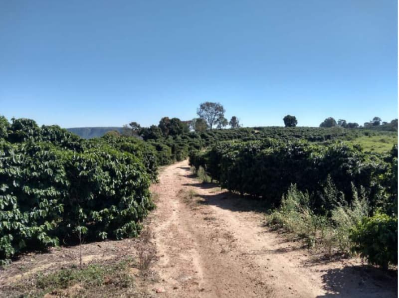 Foto 4 de 6: Area Rural em leilão em Fortaleza De Minas - MG — LOTE 001 IMÓVEL RURAL EM FORTALEZA DE MINAS COM 65,30,79 HA