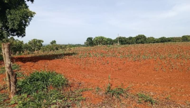 Foto 2 de 9: Area Rural em leilão em Patos De Minas - MG — LOTE 002-2 FRAÇÃO DE 25% DE UM IMÓVEL RURAL SITUADO NA FAZENDA MATA BURROS NO MUNICÍPIO DE PATOS DE