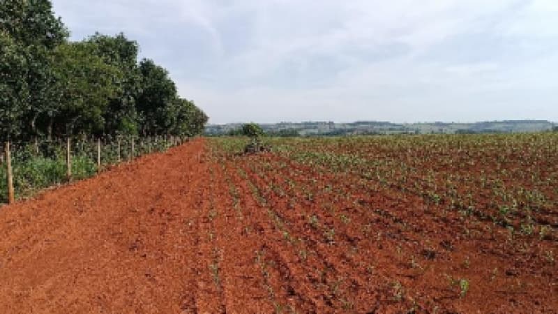 Foto 6 de 9: Area Rural em leilão em Patos De Minas - MG — LOTE 002-2 FRAÇÃO DE 25% DE UM IMÓVEL RURAL SITUADO NA FAZENDA MATA BURROS NO MUNICÍPIO DE PATOS DE