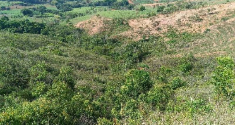 Foto 7 de 9: Area Rural em leilão em Patos De Minas - MG — LOTE 002-2 FRAÇÃO DE 25% DE UM IMÓVEL RURAL SITUADO NA FAZENDA MATA BURROS NO MUNICÍPIO DE PATOS DE