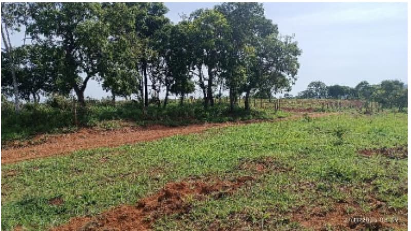Foto 1 de 9: Area Rural em leilão em Patos De Minas - MG — LOTE 002-1 FRAÇÃO DE 25% DE UM IMÓVEL RURAL SITUADO NA FAZENDA MATA BURROS NO MUNICÍPIO DE PATOS DE