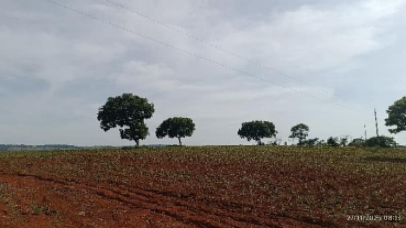 Foto 3 de 9: Area Rural em leilão em Patos De Minas - MG — LOTE 002-2 FRAÇÃO DE 25% DE UM IMÓVEL RURAL SITUADO NA FAZENDA MATA BURROS NO MUNICÍPIO DE PATOS DE