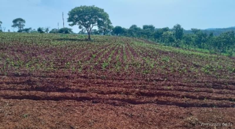 Foto 5 de 9: Area Rural em leilão em Patos De Minas - MG — LOTE 002-2 FRAÇÃO DE 25% DE UM IMÓVEL RURAL SITUADO NA FAZENDA MATA BURROS NO MUNICÍPIO DE PATOS DE