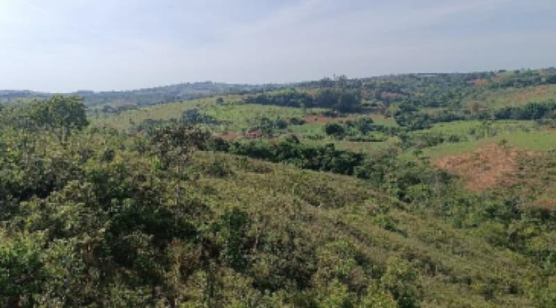 Foto 8 de 9: Area Rural em leilão em Patos De Minas - MG — LOTE 002-2 FRAÇÃO DE 25% DE UM IMÓVEL RURAL SITUADO NA FAZENDA MATA BURROS NO MUNICÍPIO DE PATOS DE