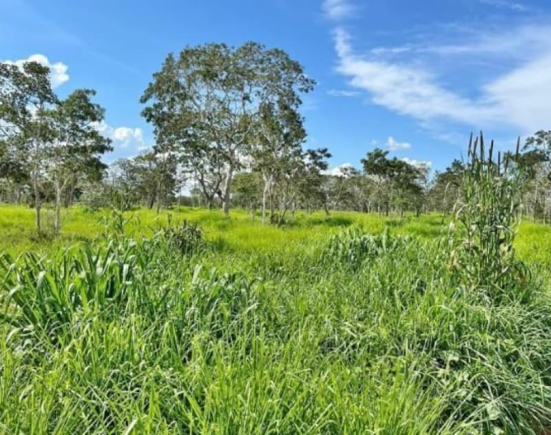 Area Rural em leilão em Brasilândia De Minas - MG — LOTE 001 IMÓVEL RURAL EM BRASILÂNDIA DE MINAS/MG - FAZ. BOA VISTA