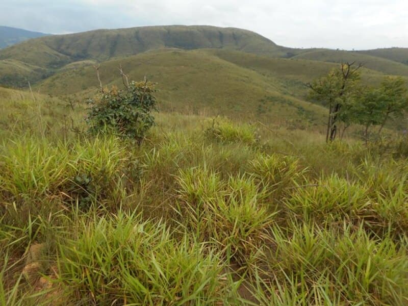 Area Rural em leilão em Presidente Olegário - MG — LOTE 002 IMÓVEL RURAL EM PRESIDENTE OLEGÁRIO/MG COM 195 HECTARES