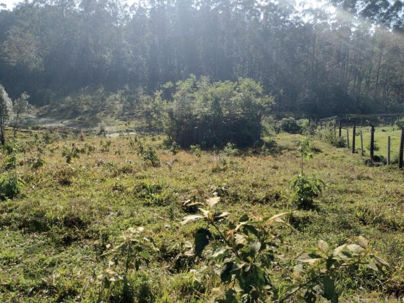 Foto 3 de 8: Terreno em leilão em Nova Veneza - SC — LOTE 008 Terreno Rural