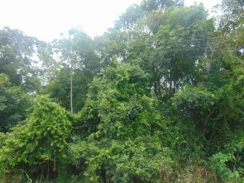 Foto 4 de 6: Terreno em leilão em Itapoá - SC — LOTE 011 Imóvel