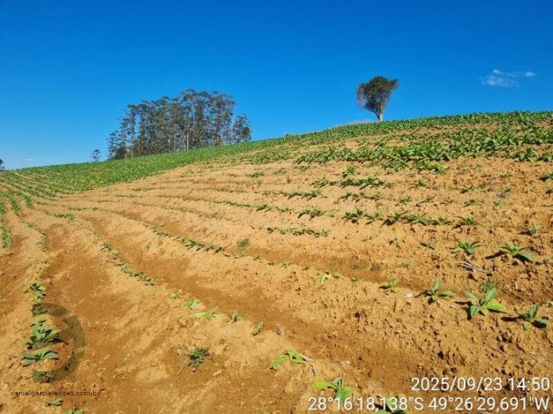 Foto 4 de 13: Area Rural em leilão em Orleans - SC — LOTE 001 Imóvel Rural