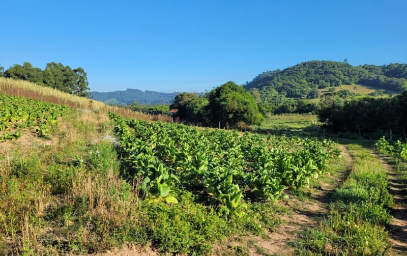Foto 6 de 6: Area Rural em leilão em Chuvisca - RS — LOTE 001 Fração de Imóvel