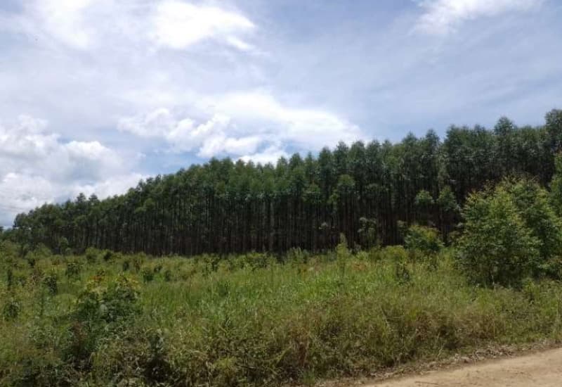 Terreno em leilão em Siderópolis - SC, bairro Montanhão — LOTE 005 Fração de Terreno