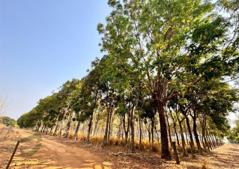 Foto 5 de 6: Area Rural em leilão em Nova Mutum - MT, bairro Vila São Manoel — LOTE 033 Imóvel