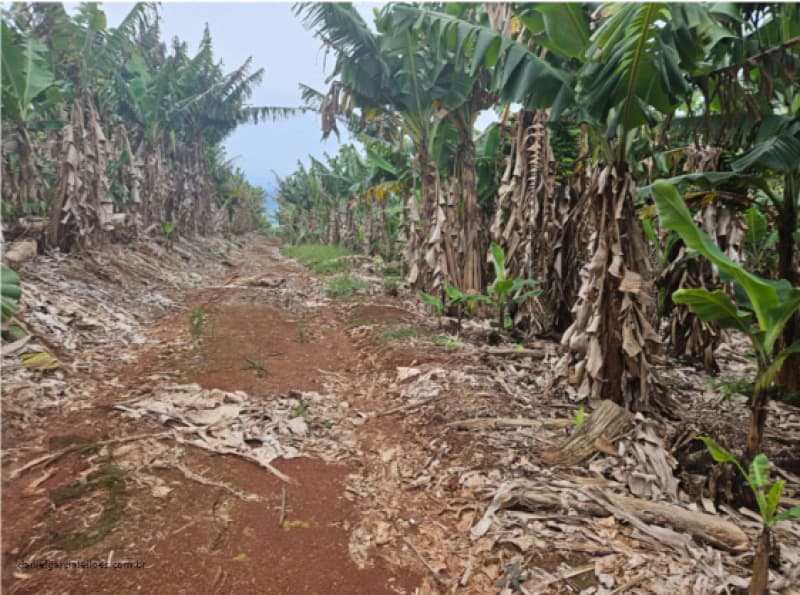 Foto 1 de 6: Terreno em leilão em Jacinto Machado - SC — LOTE 001 Fração de Imóvel
