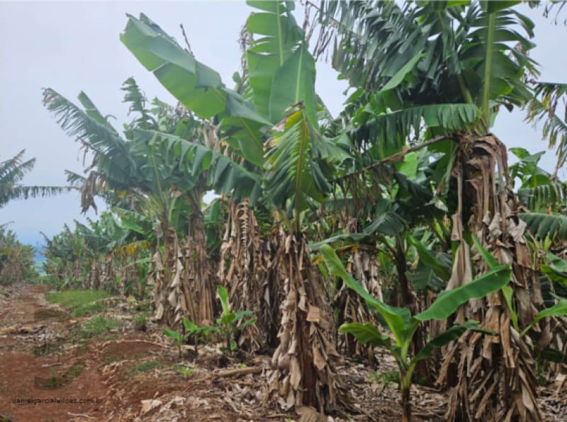 Foto 2 de 6: Terreno em leilão em Jacinto Machado - SC — LOTE 001 Fração de Imóvel