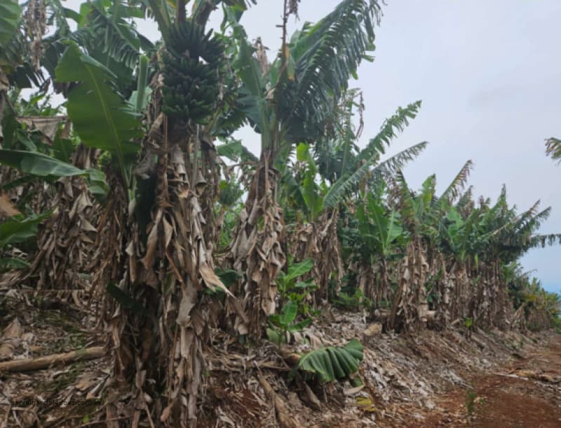 Foto 3 de 6: Terreno em leilão em Jacinto Machado - SC — LOTE 001 Fração de Imóvel