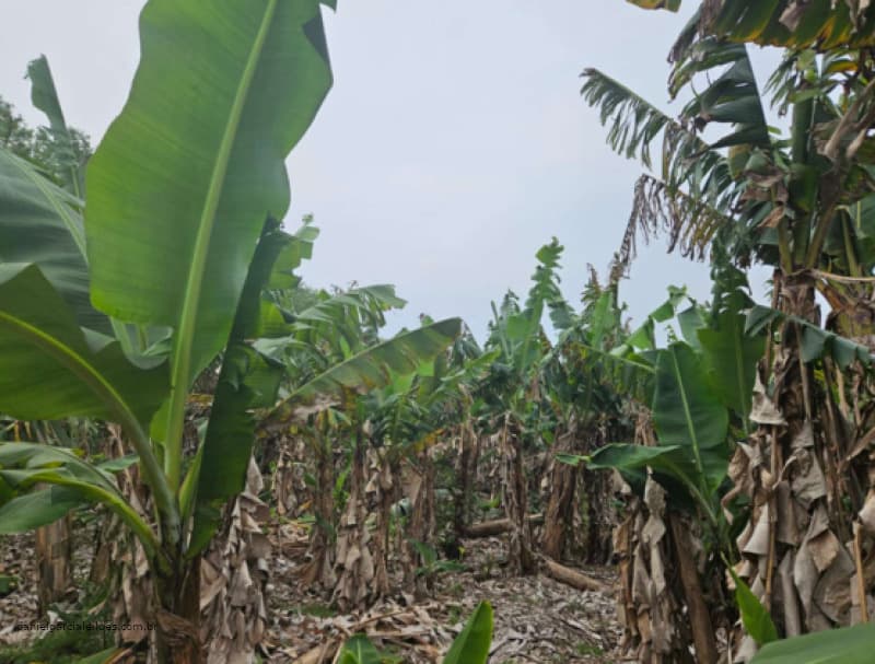 Foto 4 de 6: Terreno em leilão em Jacinto Machado - SC — LOTE 001 Fração de Imóvel