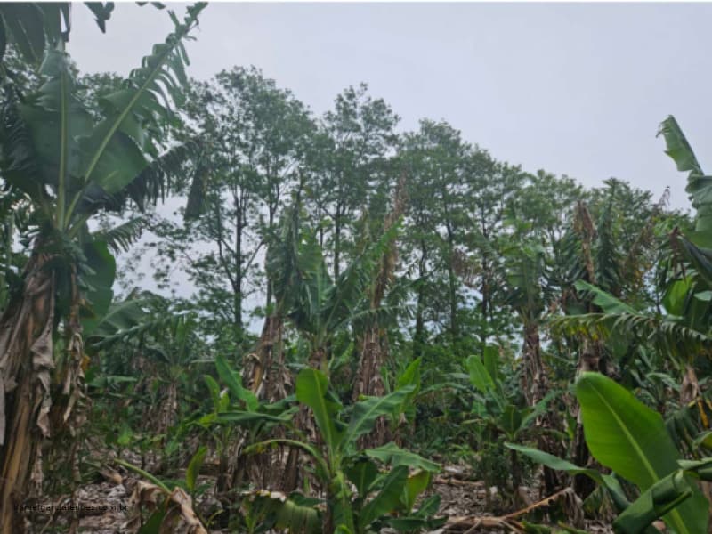 Foto 5 de 6: Terreno em leilão em Jacinto Machado - SC — LOTE 001 Fração de Imóvel