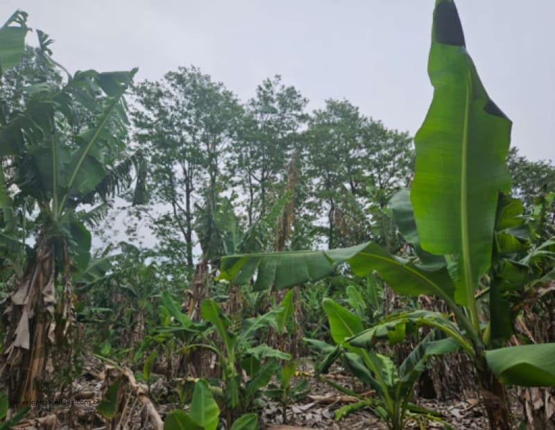 Foto 6 de 6: Terreno em leilão em Jacinto Machado - SC — LOTE 001 Fração de Imóvel