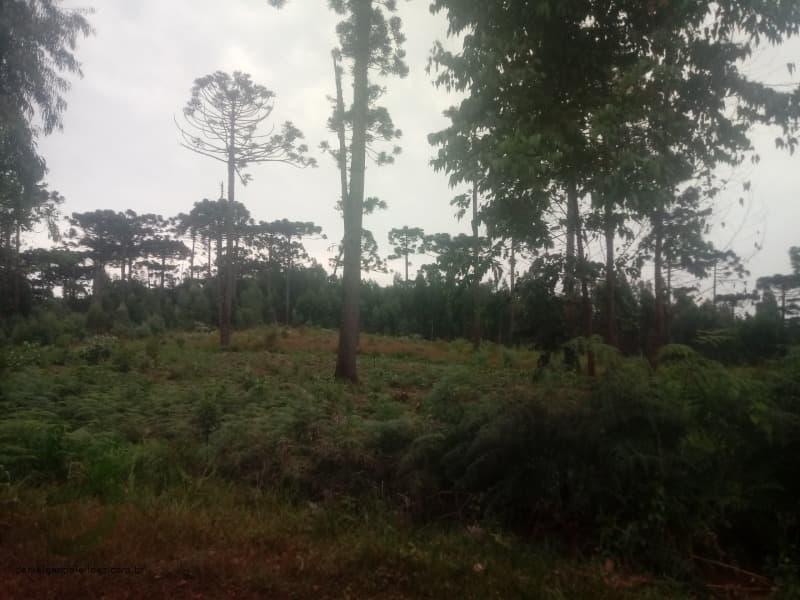 Foto 6 de 7: Area Rural em leilão em Pinhão - PR — LOTE 001 Fração de Imóvel