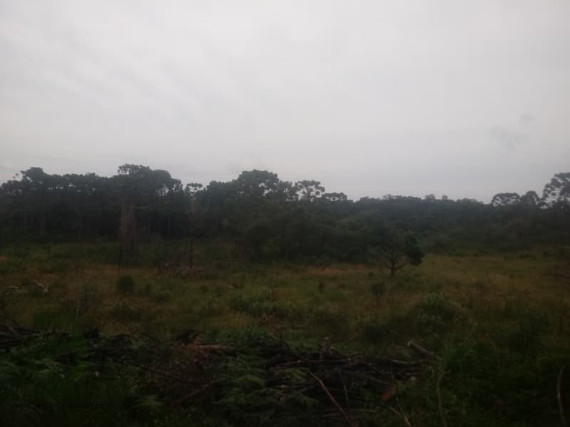 Foto 7 de 7: Area Rural em leilão em Pinhão - PR — LOTE 001 Fração de Imóvel