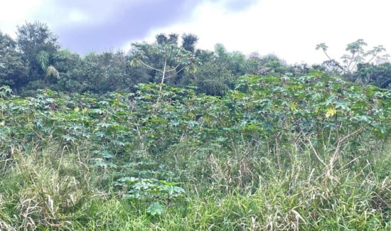 Foto 2 de 7: Terreno em leilão em Maracajá - SC — LOTE 001 Fração de Imóvel