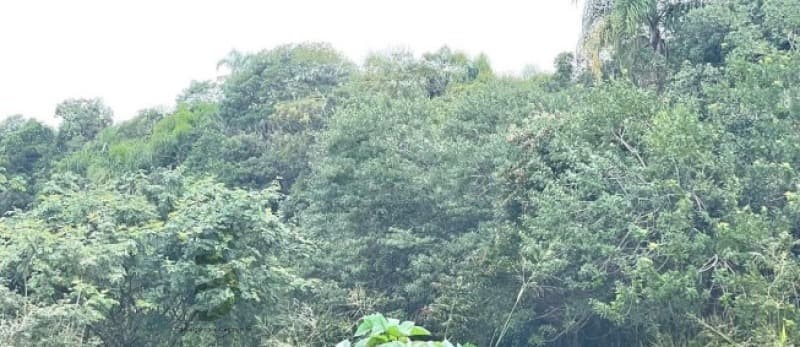 Foto 7 de 7: Terreno em leilão em Maracajá - SC — LOTE 001 Fração de Imóvel