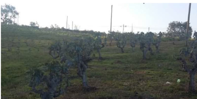 Foto 6 de 7: Area Rural em leilão em Valinhos - SP, bairro Capivari — LOTE 001 ÁREA EM VALINHOS