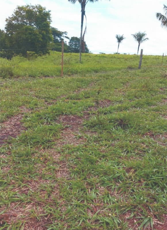 Foto 2 de 6: Area Rural em leilão em Alvorada D'oeste - RO — LOTE 001 IMÓVEL RURAL EM ALVORADA D'OESTE/RO