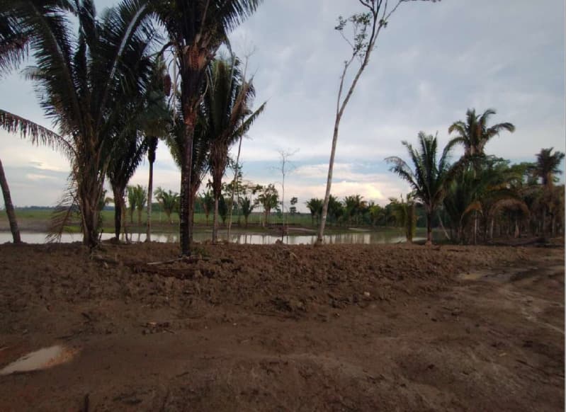 Foto 3 de 14: Area Rural em leilão em Porto Velho - RO — LOTE 001 01 IMÓVEL RURAL COM ÁREA DE 301,2696 HA NO MUNICÍPIO DE PORTO VELHO/RO