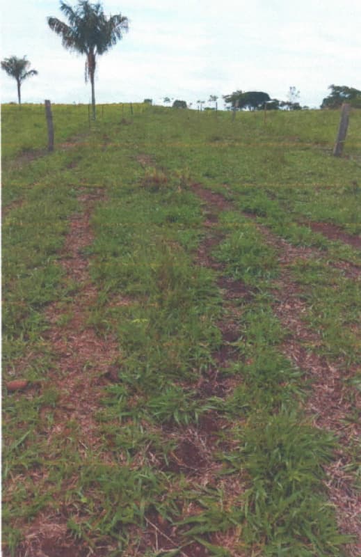 Foto 3 de 5: Area Rural em leilão em Alvorada D'oeste - RO — LOTE 001 IMÓVEL RURAL EM ALVORADA D´OESTE/RO