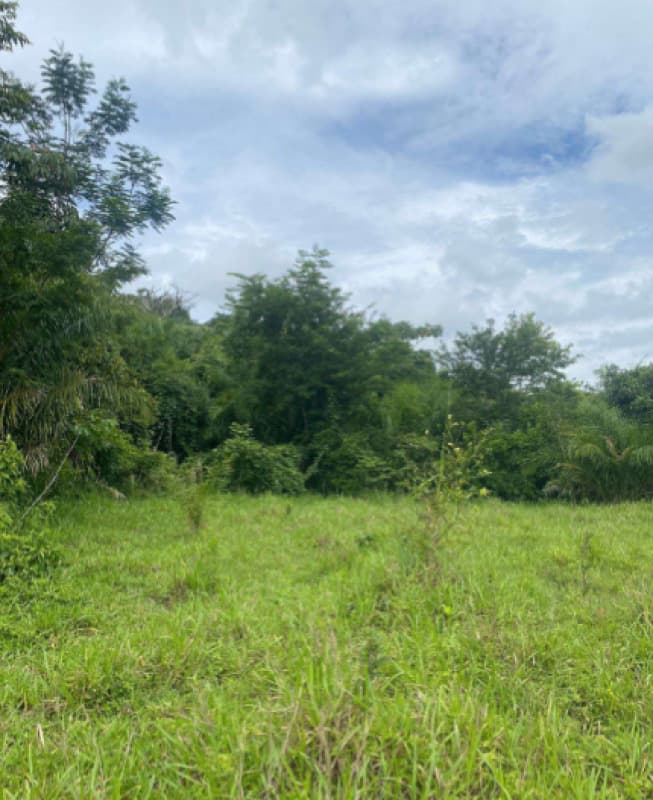 Foto 3 de 4: Area Rural em leilão em Costa Marques - RO — LOTE 001 IMÓVEL RURAL EM COSTA MARQUES/RO