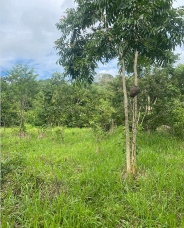 Foto 4 de 4: Area Rural em leilão em Costa Marques - RO — LOTE 001 IMÓVEL RURAL EM COSTA MARQUES/RO