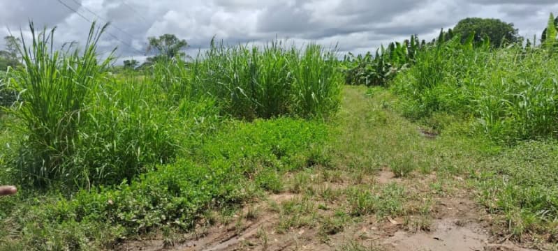 Foto 3 de 10: Terreno em leilão em São Francisco Do Guaporé - RO, bairro Cidade Alta — LOTE 001 DIREITO DE POSSE SOBRE IMÓVEL RURAL EM JI-PARANÁ/RO