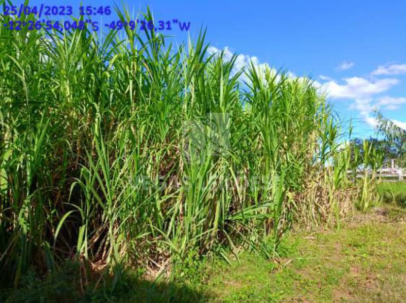 Foto 4 de 17: Area Rural em leilão em Alvorada - TO — LOTE 001 Área de terras em Alvorada/TO