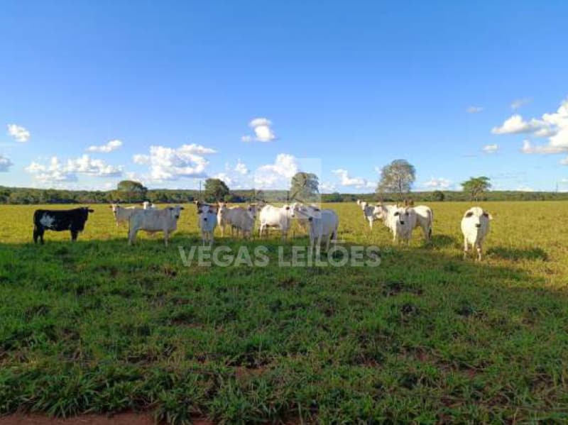 Foto 15 de 17: Area Rural em leilão em Alvorada - TO — LOTE 001 Área de terras em Alvorada/TO