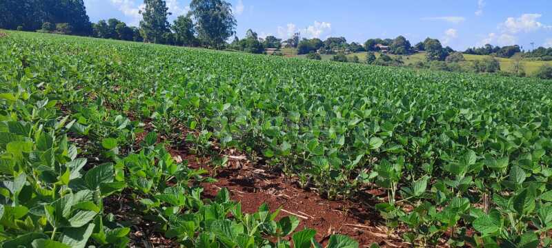 Foto 1 de 9: Area Rural em leilão em Tuparendi - RS — LOTE 001-2 fração de terras rurais, com área de 50.000m², dentro de área maior de 213.000m², da 13ª