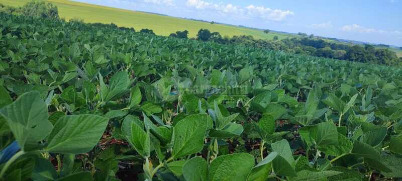 Foto 8 de 9: Area Rural em leilão em Tuparendi - RS — LOTE 001-2 fração de terras rurais, com área de 50.000m², dentro de área maior de 213.000m², da 13ª