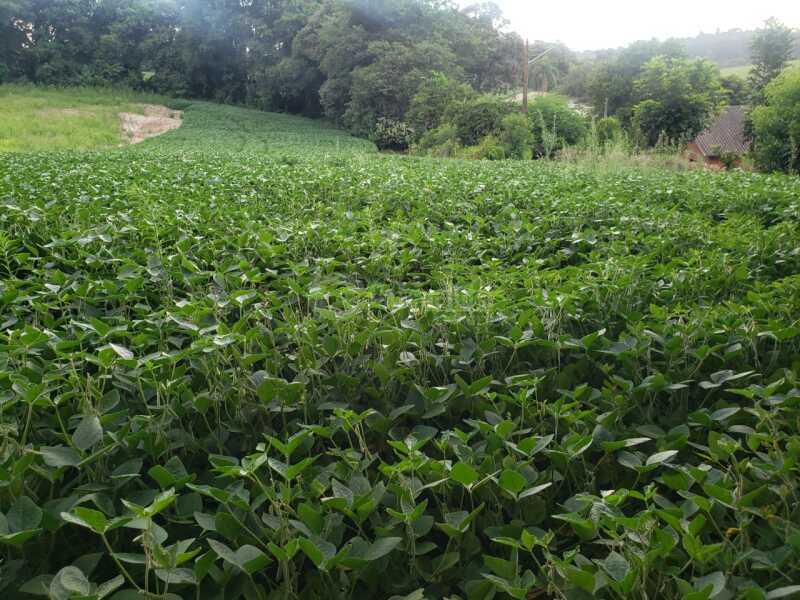 Foto 5 de 8: Terreno em leilão em Não-me-toque - RS — LOTE 001 Um terreno c/área de 2.320m² - São José do Centro - NÃO-ME-TOQUE/RS