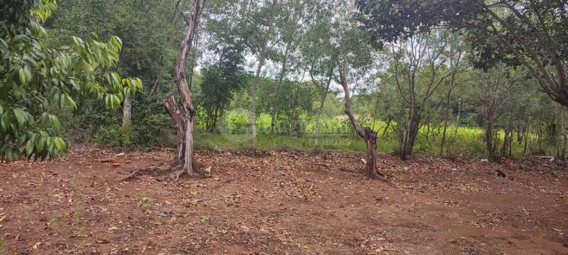 Foto 3 de 8: Area Rural em leilão em Porto Lucena - RS — LOTE 002 5.000m² na Linha 1° de Março, Porto Lucena/RS