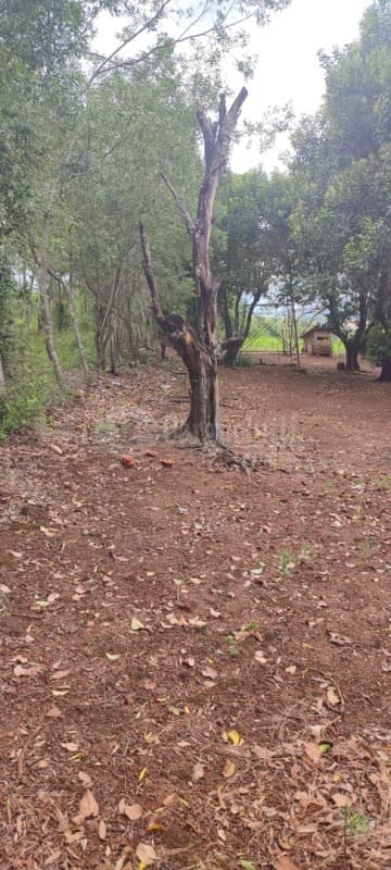 Foto 4 de 8: Area Rural em leilão em Porto Lucena - RS — LOTE 002 5.000m² na Linha 1° de Março, Porto Lucena/RS