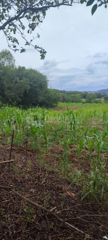 Foto 5 de 8: Area Rural em leilão em Porto Lucena - RS — LOTE 002 5.000m² na Linha 1° de Março, Porto Lucena/RS