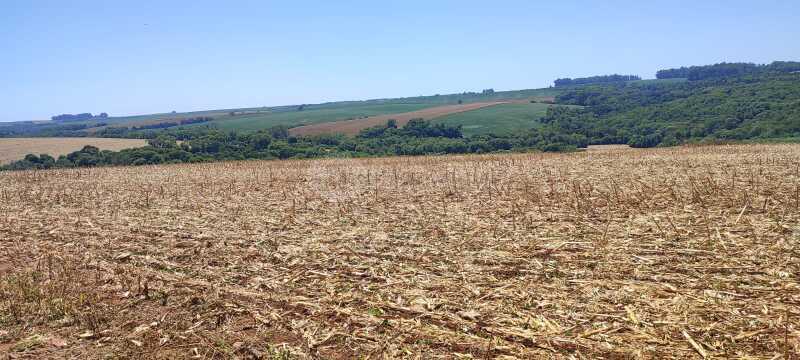 Foto 6 de 11: Terreno em leilão em Nova Ramada - RS — LOTE 006 A parte ideal de 26.983,50m² (R-4/4.698), sem benfeitorias - NOVA RAMADA/RS
