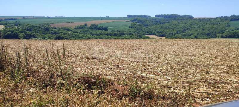 Foto 8 de 11: Terreno em leilão em Nova Ramada - RS — LOTE 006 A parte ideal de 26.983,50m² (R-4/4.698), sem benfeitorias - NOVA RAMADA/RS