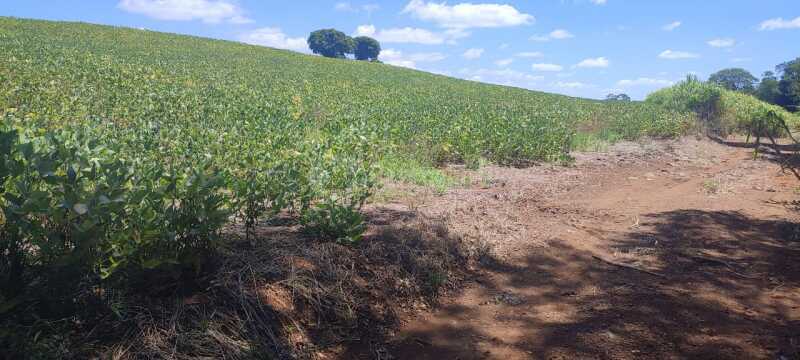 Foto 7 de 8: Terreno em leilão em São Paulo Das Missões - RS — LOTE 001-2 Cotas-partes do imóvel com área de 16.000m² Pinheiro Machado, São Paulo das Missões/RS