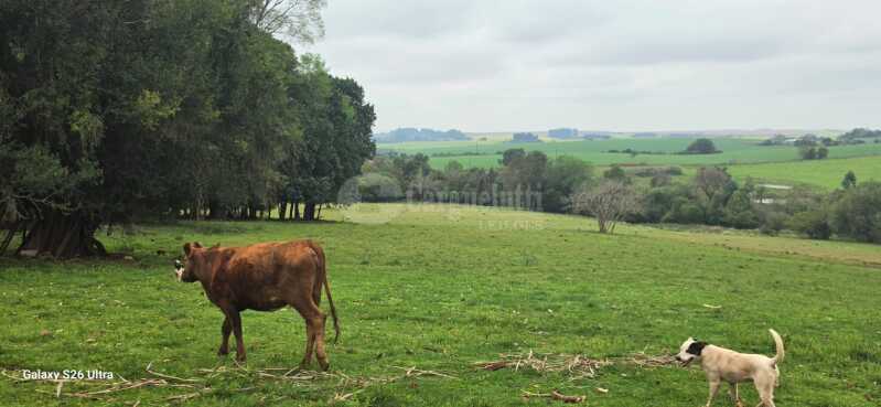 Foto 7 de 17: Terreno em leilão em Santo Antônio Das Missões - RS — LOTE 001-2 05has.85as.71cas em Rincão de São Pedro, Santo Antônio das Missões/RS