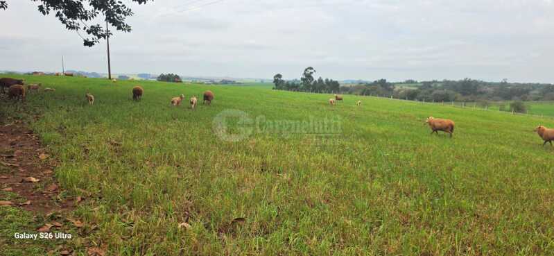 Foto 14 de 17: Terreno em leilão em Santo Antônio Das Missões - RS — LOTE 001-2 05has.85as.71cas em Rincão de São Pedro, Santo Antônio das Missões/RS