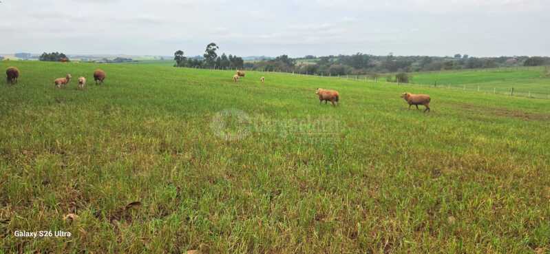 Foto 16 de 17: Terreno em leilão em Santo Antônio Das Missões - RS — LOTE 001-3 03has.42as.85cas.68mas em Rincão de São Pedro, Santo Antônio das Missões/RS