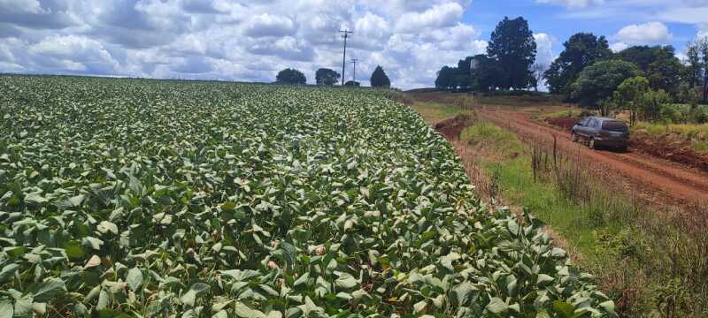 Foto 3 de 10: Area Rural em leilão em Giruá - RS — LOTE 001 4,5750has em Rincão Nossa Senhora Aparecida, Giruá/RS