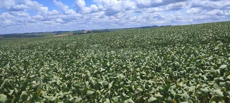 Foto 4 de 10: Area Rural em leilão em Giruá - RS — LOTE 001 4,5750has em Rincão Nossa Senhora Aparecida, Giruá/RS