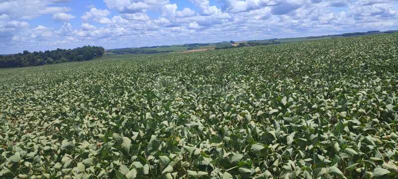 Foto 5 de 10: Area Rural em leilão em Giruá - RS — LOTE 001 4,5750has em Rincão Nossa Senhora Aparecida, Giruá/RS